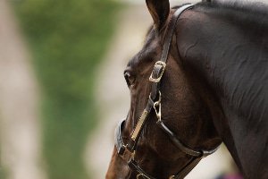 Leather Halters Horse