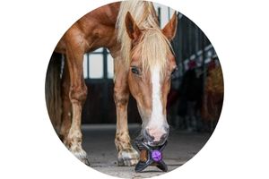 Treats & Toys