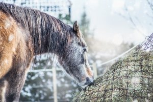 Slowfeeders & Hay net