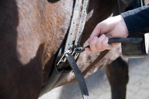 Long Girths Horse